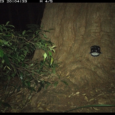 Unverified Mammal at Dunbogan, NSW - 23 Dec 2024 by Nette