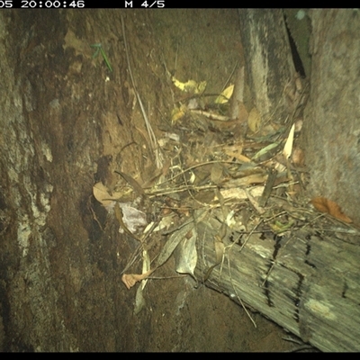 Unverified Mammal at Bonny Hills, NSW - 5 Dec 2024 by pls047