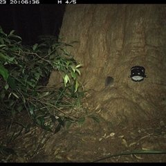 Unverified Mammal at Dunbogan, NSW - 23 Dec 2024 by Nette