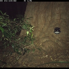Unverified Mammal at Dunbogan, NSW - 23 Dec 2024 by Nette