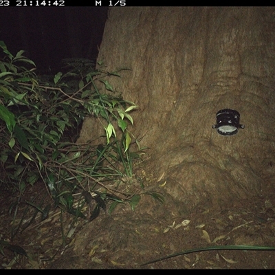 Unverified Mammal at Dunbogan, NSW - 23 Dec 2024 by Nette