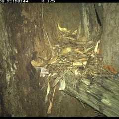 Muridae (family) (Unidentfied rodent) at Bonny Hills, NSW - 6 Dec 2024 by pls047