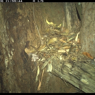 Muridae (family) (Unidentfied rodent) at Bonny Hills, NSW - 6 Dec 2024 by pls047