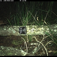 Unverified Mammal at Dunbogan, NSW - 1 Dec 2024 by Nette