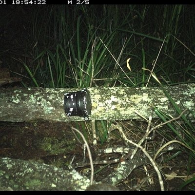 Unverified Mammal at Dunbogan, NSW - 1 Dec 2024 by Nette