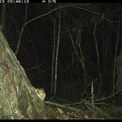 Muridae (family) (Unidentfied rodent) at Bonny Hills, NSW - 13 Jan 2025 by pls047
