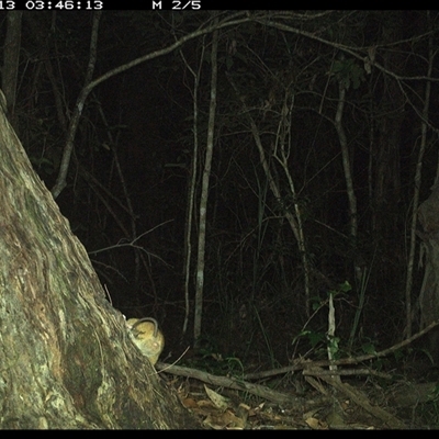 Muridae (family) (Unidentfied rodent) at Bonny Hills, NSW - 13 Jan 2025 by pls047