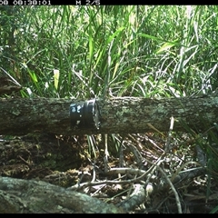 Unverified Reptile or Frog at Dunbogan, NSW - 8 Dec 2024 by Nette