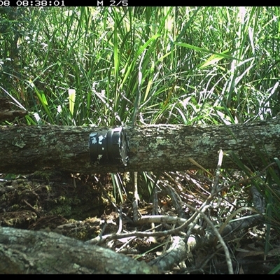 Unverified Reptile or Frog at Dunbogan, NSW - 8 Dec 2024 by Nette