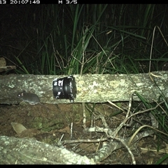 Unverified Mammal at Dunbogan, NSW - 13 Dec 2024 by Nette