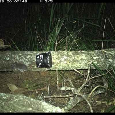 Unverified Mammal at Dunbogan, NSW - 13 Dec 2024 by Nette