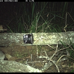 Unverified Mammal at Dunbogan, NSW - 14 Dec 2024 by Nette