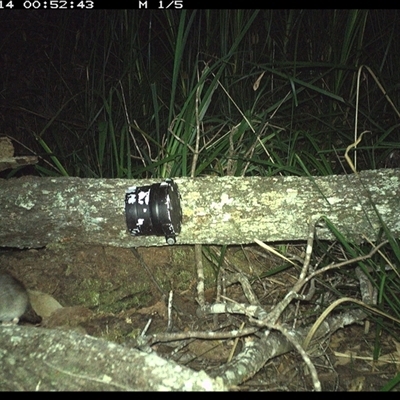 Unverified Mammal at Dunbogan, NSW - 14 Dec 2024 by Nette