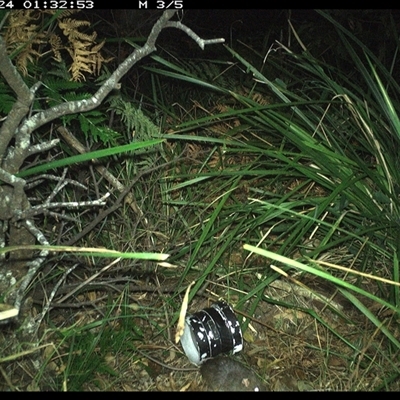 Muridae (family) (Unidentfied rodent) at Dunbogan, NSW - 24 Dec 2024 by Nette