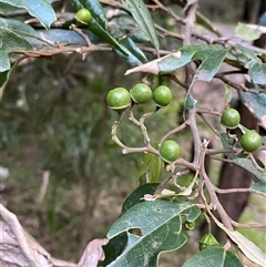 Alphitonia excelsa (Red Ash) at Gerroa, NSW - 5 Jul 2025 by Tapirlord
