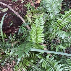 Pellaea falcata (Sickle Fern) at Gerroa, NSW - 5 Jul 2025 by Tapirlord