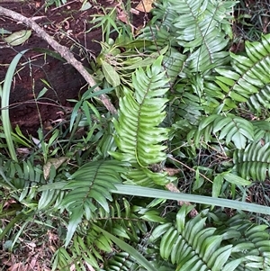 Pellaea falcata at Gerroa, NSW - suppressed