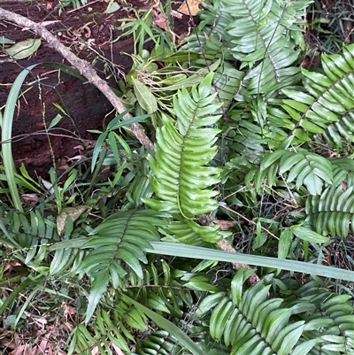 Pellaea falcata (Sickle Fern) at Gerroa, NSW - 5 Jul 2025 by Tapirlord