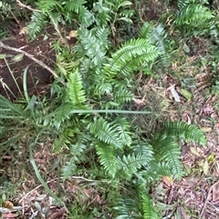 Pellaea falcata at Gerroa, NSW - suppressed