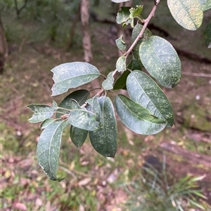 Maclura cochinchinensis (Cockspur Thorn) at Gerroa, NSW - 5 Jul 2025 by Tapirlord