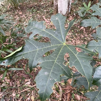 Brachychiton acerifolius (Illawarra Flame Tree) at Gerroa, NSW - 5 Jul 2025 by Tapirlord