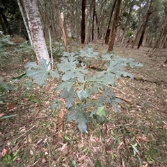 Brachychiton acerifolius at Gerroa, NSW - 5 Jul 2025 04:21 PM