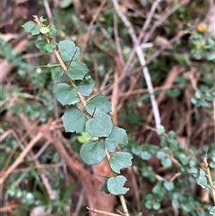 Pittosporum multiflorum (Orange Thorn) at Gerroa, NSW - 5 Jul 2025 by Tapirlord