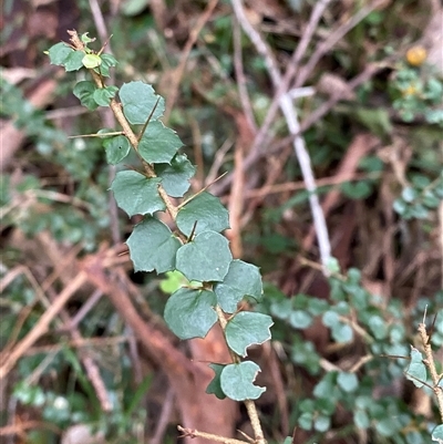 Pittosporum multiflorum (Orange Thorn) at Gerroa, NSW - 5 Jul 2025 by Tapirlord