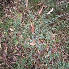 Pittosporum multiflorum at Gerroa, NSW - 5 Jul 2025 04:21 PM