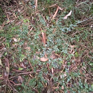 Pittosporum multiflorum at Gerroa, NSW - 5 Jul 2025 04:21 PM