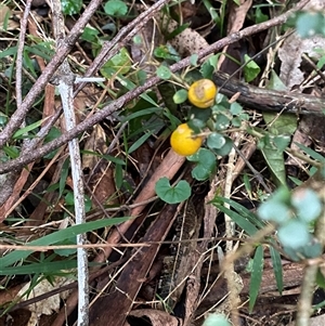 Pittosporum multiflorum at Gerroa, NSW - 5 Jul 2025 04:21 PM