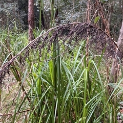 Gahnia clarkei (Tall Saw Sedge) at Gerroa, NSW - 5 Jul 2025 by Tapirlord