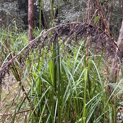 Gahnia clarkei (Tall Saw Sedge) at Gerroa, NSW - 5 Jul 2025 by Tapirlord