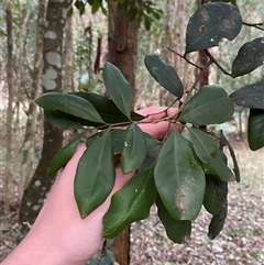 Guioa semiglauca (Wild Quince) at Gerroa, NSW - 5 Jul 2025 by Tapirlord