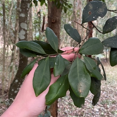 Guioa semiglauca (Wild Quince) at Gerroa, NSW - 5 Jul 2025 by Tapirlord