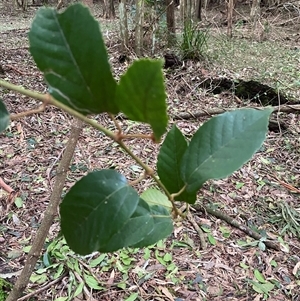 Cissus antarctica (Water Vine, Kangaroo Vine) at Gerroa, NSW - 5 Jul 2025 by Tapirlord