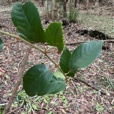 Cissus antarctica (Water Vine, Kangaroo Vine) at Gerroa, NSW - 5 Jul 2025 by Tapirlord