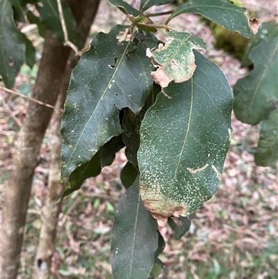Notelaea longifolia (Long-Leaved Mock Olive) at Gerroa, NSW - 5 Jul 2025 by Tapirlord
