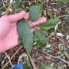 Androcalva (genus) (Bush Kurrajong) at Gerroa, NSW - 5 Jul 2025 by Tapirlord
