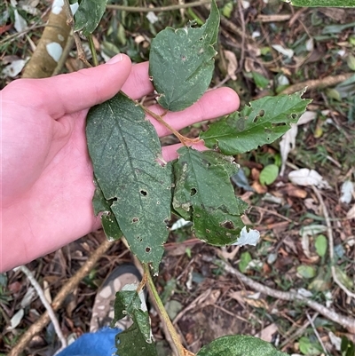 Androcalva (genus) (Bush Kurrajong) at Gerroa, NSW - 5 Jul 2025 by Tapirlord