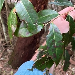 Glochidion ferdinandi var. ferdinandi (Cheese Tree) at Gerroa, NSW - 5 Jul 2025 by Tapirlord