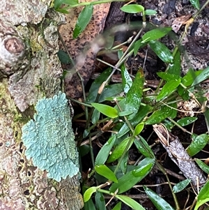 Aneilema biflorum at Gerroa, NSW - 5 Jul 2025 03:59 PM