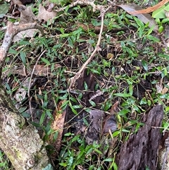 Aneilema biflorum at Gerroa, NSW - 5 Jul 2025 03:59 PM
