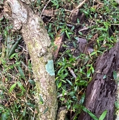 Aneilema biflorum at Gerroa, NSW - 5 Jul 2025 03:59 PM