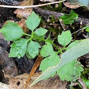 Causonis clematidea (Slender Grape) at Gerroa, NSW - 5 Jul 2025 by Tapirlord