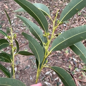 Eucalyptus botryoides (Bangalay, Southern Mahogany) at Gerroa, NSW - 5 Jul 2025 by Tapirlord