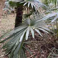 Livistona australis (Australian Cabbage Palm) at Gerroa, NSW - 5 Jul 2025 by Tapirlord