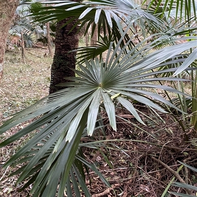 Livistona australis (Australian Cabbage Palm) at Gerroa, NSW - 5 Jul 2025 by Tapirlord