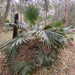 Livistona australis at Gerroa, NSW - suppressed