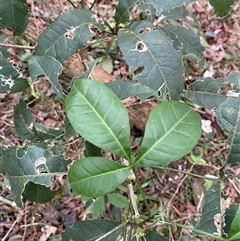 Melicope micrococca (Hairy-leaved Doughwood, White Euodia) at Gerroa, NSW - 5 Jul 2025 by Tapirlord